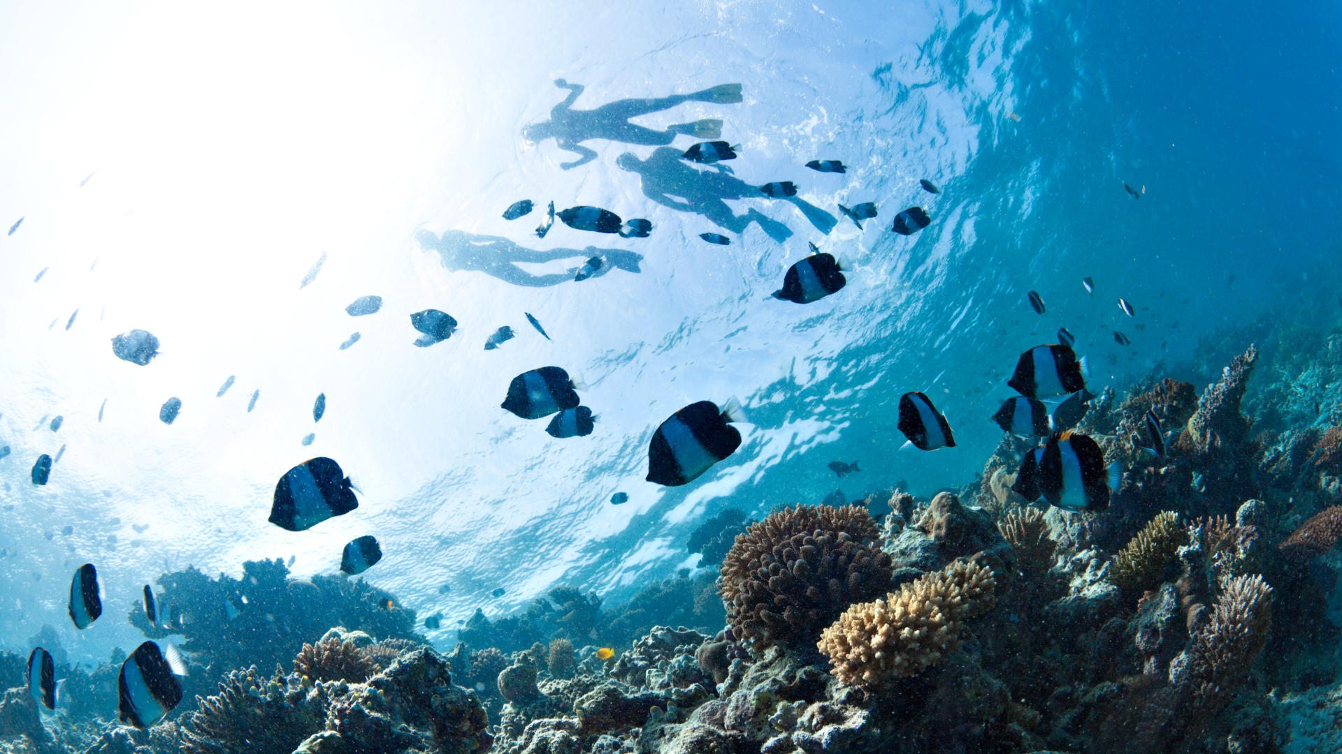 Underwater snorkling reef